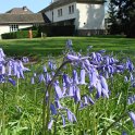 Hyacinthoides non-scripta